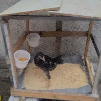 جوجه لاری مشکی