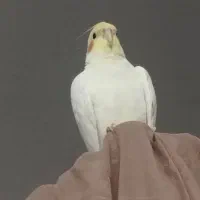 عروس هلندی گمشده