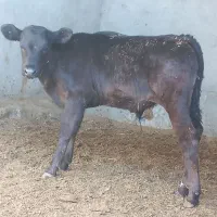 گوساله نر برانسوییس|حیوانات مزرعه|بیرجند, |دیوار
