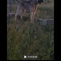 سگ سرابی|سگ|اهر, |دیوار
