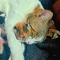 گربه با3تابچه تازه به دنیااومده.