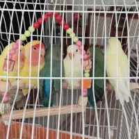 طوطی برزیلی یک جفت مولد سالم و زیبا