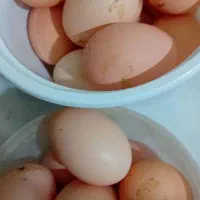 تخم مرغ محلی|خوردنی و آشامیدنی|مشهد, هفت تیر (نه دره)|دیوار