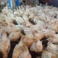 بوقلمون ۴۰روزه|حیوانات مزرعه|تربت‌حیدریه, بالا ولایت|دیوار