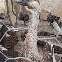 اردک اسرائیلی و قوغاز