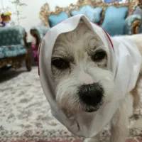 سگ ک