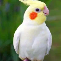 عروس هلندی گم شده