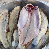 ماهی رودخانه تمیز کرده کیلویی ۱۳۰|ماهی|لردگان, |دیوار