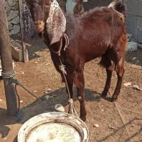 کهره نر،خورموج|حیوانات مزرعه|خورموج, |دیوار