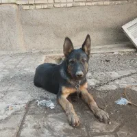فروش سگ ژرمن به شرط اصل بودن واول بازدید