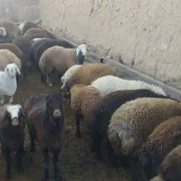 بره نرچاق|حیوانات مزرعه|قائن, |دیوار