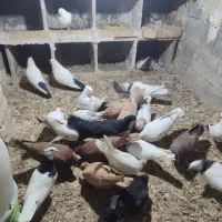 کفتر یا کبوتر