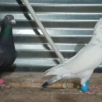 دوتا نر فروشی