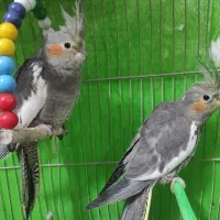 عروس هلندی|پرنده|چناران, |دیوار