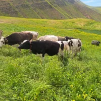 تلیسه جوان