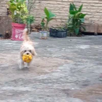 سگ فانتزی|سگ|مرودشت, ابوذر جنوبی|دیوار