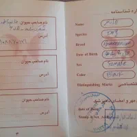 سگ پامرین گرگی کاملا سلام و واکسینه شده|سگ|شهریار, شهرک شاهد|دیوار