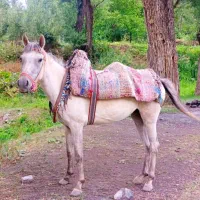 فروش مادیان 4 سال