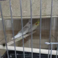 پنج جفت عروس هلندی لوتینو جفتی 2تومن فروش فوری