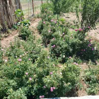 فروش باغ|فروش زمین و ملک کلنگی|سراب, |دیوار