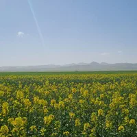 بیست هکتار زمین کشاورزی با سند و سهم آب دولتی|فروش دفتر صنعتی، کشاورزی، تجاری|کرج, اسلام‌آباد|دیوار
