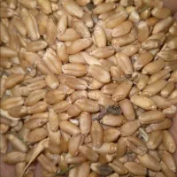 گندم کوهدشت فروشی دوتن