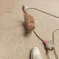 بچه گربه|گربه|ورامین, ورامین|دیوار