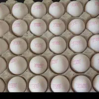 پخش تخم مرغ