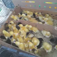 اردک با جوجه|پرنده|بنت, |دیوار