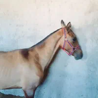 اسب