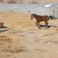 کره مادیون ۲ساله