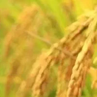 خریدار برنج طارم شیرودی فجر از یک تن تا تناژ بیشتر
