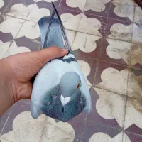 کبوتر پلاکی مسافتی