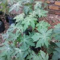 نهال پاپایا