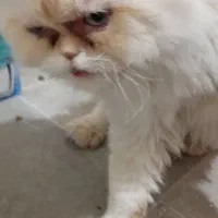 گربه پرشین هیمالین نر قیمت 6تومن مقطوع|گربه|کرمان, |دیوار