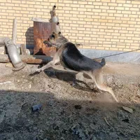 فروش سگ نگهبان|سگ|فرمهین, |دیوار