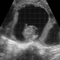 سونوگرافی انواع دام|حیوانات مزرعه|اصفهان, بوستان کوهستانی صفه|دیوار