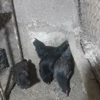 مرغ و خروس مینیاتوری