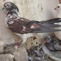 کبوتر|پرنده|اصفهان, بهرام‌آباد|دیوار