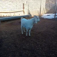 بزغاله نر کشتاری