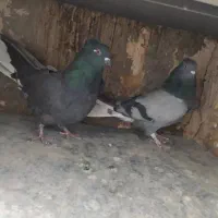 کبوتر اصفهانی|پرنده|اصفهان, ارغوانیه|دیوار