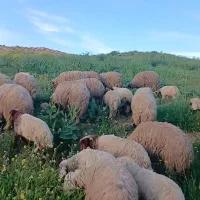 ۱۸ راس میش و بره درجه یک