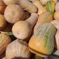 کدو حلوایی درجه یک|خوردنی و آشامیدنی|تکاب, |دیوار