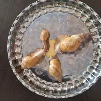 حلزون آچاتنا، آلبینو مولد بزرگ|خزنده|کرمانشاه, |دیوار