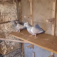 نر و ماده سینه سوسنی .