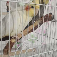 یک جفت عروس هلندی مولد|پرنده|رباط‌کریم, مسکن مهر آبشناسان|دیوار