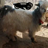 بزغاله ی روزگاری