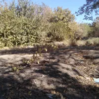 زمین ۲۷۶متری معاوضه هم دارم|فروش زمین و ملک کلنگی|قدس, شهرک دانش|دیوار