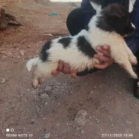 واگذاری توله سرابی|سگ|سلماس, |دیوار