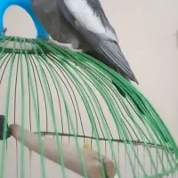 عروس‌هلندی‌من‌ازقفس‌رفته‌هرکس‌کرفته‌بیاره‌بده|حیوانات|باقرشهر, |دیوار